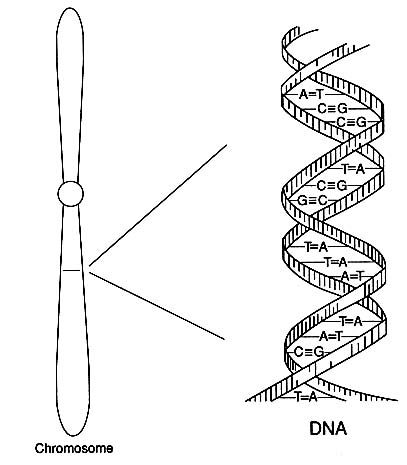 Structure Of Dna. structure of DNA in a