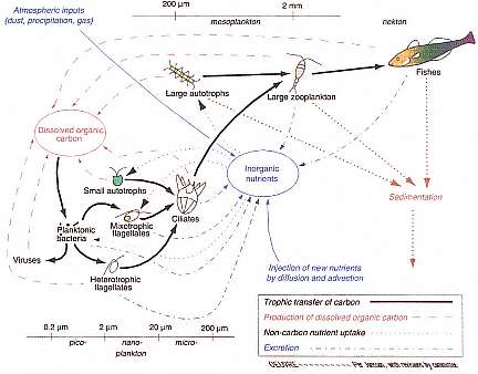 food chain diagram. the predominate food web