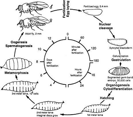 Drosophila Melanogaster Genetics