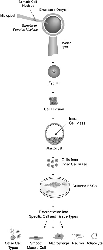 Somatic Cell Nuclear Transfer (SCNT)