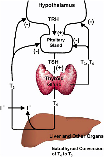 hypothalamus and pituitary gland. anterior pituitary gland.