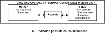 FIGURE 3-1 Schematic summary of components of gestational weight gain.