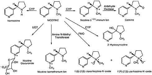 FIGURE 2-1 Primary routes of nicotine metabolism. The figure shows the major routes of nicotine metabolism, with the majority of nicotine being metabolized to cotinine via CYP and aldehyde oxidase. Abbreviations: CYP, cytochrome P450; FMO, flavin-containing monooxygenase; UGT, uridine diphosphate-glucuronosyltransferase.