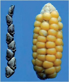 FIGURE 6.1 The seed spike, or ear, of teosinte (Z. mays ssp. parviglumis) consists of 2 interleaved rows of 6–12 kernels enclosed in a hard fruitcase (cupule). This female inflorescence, which differs so dramatically from that of maize, has led to much controversy and debate surrounding the origins of maize. (Photos by John Doebley.)