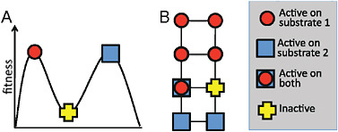 FIGURE 8.3 Fitness landscapes and neutral networks. (A) A fitness landscape in which a protein at a peak corresponding to activity on substrate 1 can only reach the peak corresponding to activity on substrate 2 by taking a downhill step corresponding to a deleterious mutation. (B) A neutral network in which a protein that is active on substrate 1 may initially be unable to achieve activity on substrate 2 with a single mutational step, but can reach activity on the latter substrate through a series of neutral steps. Although both fitness landscapes and neutral networks are conceptually valid views of evolution, fitness landscapes tend to emphasize the possibility of becoming trapped on peaks, whereas neutral networks emphasize the availability of neutral mutations and their potential coupling to adaptation. In the context of directed evolution, proteins have been found empirically to always have many possible neutral mutations.