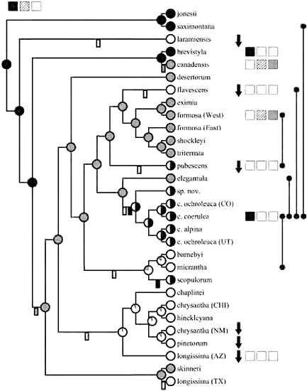 FIGURE 2.2 Phylogeny of the North American species of Aquilegia [see Whittall and Hodges (2007)]. Shading at the branch tips indicates flower color: black indicates blue; gray indicates red; and open indicates white or yellow. Taxa may be fixed for a flower color (whole circles at branch tips) or polymorphic (half circles at branch tips). Shading (as above) at nodes indicates the most parsimonious reconstruction of color, with the likelihood of producing anthocyanins indicated by shaded pie diagrams. To the right of taxon names are 3 boxes indicating, from left to right, the absence (open symbols) or production of delphinidins (black filled), cyanidins (hatched), and pelargonidins (gray) based on Taylor (1984). Arrows indicate down-regulation of genes late in the core anthocyanin pathway in flowers of that species compared with the regulation in the anthocyanin-producing species A. formosa, A canadensis, and A. coerulea (Whittall et al., 2006b). Lines on the right indicate species that form natural hybrids.