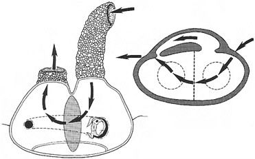 FIGURE 17.2 A caddis larva food sieve, exhibiting design features for which there are good (unrepresented) reasons (Hansell, 2000) that are strikingly similar to the reasons for the features of another artifact for harvesting food from water, the lobster trap (see Fig. 17.3).