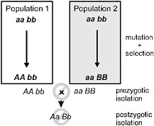 FIGURE 3.1 A simple genetic model for speciation by natural selection, after Dobzhansky (1937). Two initially identical populations accumulate genetic differences by mutation and selection. In population 1, mutation A arises and spreads to fixation, replacing a, whereas mutation B replaces b in population 2. Selection is divergent under ecological speciation, favoring allele A over a in one environment and B over b in the other (emphasized by shading). Under the alternative mutation-order process, selection is uniform and favors A and B in both environments, with divergence then occurring by chance. If A and B are “incompatible” then populations in contact will produce fewer hybrids than expected (prezygotic isolation) or hybrids will be less fit (postzygotic isolation). The process is identical if instead both genetic changes occur sequentially in one population and the other retains the ancestral state. For example, the final genotypes shown could occur instead if the ancestral genotype is AAbb, and a replaces A, and then B replaces b in population 2.