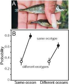 FIGURE 3.3 Parallel speciation between marine and stream-resident stickleback. (A) Photo showing typical specimens from the marine (Upper) and stream-resident populations (Lower). The forms differ in defensive body armor and body size (both greater in the marine form), along with many other morphological traits. (Photo by J. McKinnon.) (B) Mating compatibility between males and females taken from different marine and stream stickleback populations around the Northern Hemisphere. Compatibility is measured by the proportion of mating trials reaching the penultimate stage of the courtship sequence. Fish were sampled from multiple populations in both the Atlantic and Pacific ocean basins.