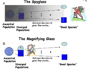 FIGURE 1-1 Two ways to study the process of speciation, which is visualized here as a continuum of divergence from a variable population to a divergent pair of populations, and through the evolution of intrinsic barriers to gene flow to the recognition of “good species.” (A) Using “the spyglass,” the process is studied by attempting to look back to see the details of speciation from the vantage point of the present. (B) Using “the magnifying glass,” the mechanisms of reproductive isolation are studied in partially isolated divergent ecotypes, which are used as models of an early stage of speciation.