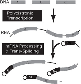 FIGURE 4.3 Convergent nuclear gene expression in kinetoplastids and dinoflagellates. In both kinetoplastids and dinoflagellates, genes (gray) may be arranged in tandem arrays (Top) that are expressed on a single polycistronic mRNA (Middle). This mRNA is broken into multiple monocistronic mRNAs concomitantly with trans-splicing, which adds a short, capped spliced leader sequence (black) to the 5′ end of all monocistronic mRNAs. In kinetoplastids, the genes (A–C) are arranged randomly and are functionally unrelated, but, in dinoflagellates, the coding sequences on a single polycistronic mRNA are tandem repeats of 1 gene.