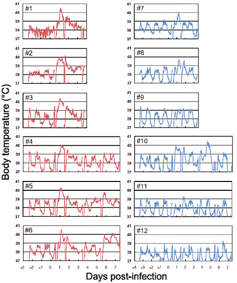 FIGURE A5-9 Body temperatures of infected cynomolgus macaques. Six macaques per group were inoculated with 107.4 PFU (total volume: 6.7 ml) of CA04 (red #1-6) or KUTK-4 (blue, #7-12) through multiple routes (see Supplementary materials and methods). Temperatures were monitored every 15 minutes by telemetry probes implanted in the peritoneal cavities. The periodic sharp reduction in body temperatures on days 0, 1, 3, and 7 was caused by anesthesia required for sampling. Monkeys #1-3 and #7-9 were euthanized on day 3.