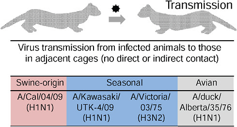 FIGURE WO-7 Virus transmission from infected ferrets to those in adjacent cages.