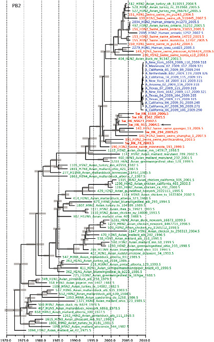 SUPPLEMENTARY FIGURE A14-4 Phylogenetic relationships scaled to time for each gene segment (PB2, PB1, PA, HA, NP, NA, M & NS) of the swine-origin influenza A (H1N1) virus as represented in Figure A14-2 of the main text but with full virus names and GenBank accession numbers. Internal nodes are reconstructed common ancestors with 95% credible intervals on their date given by the grey bars. Human viruses are coloured blue, swine viruses in red and avian viruses in green. Newly described Hong Kong sequences have bold labels. Sw/HK/915/04 (H1N2) is highlighted with an arrow when present (see main text). Timeline is in years. 
