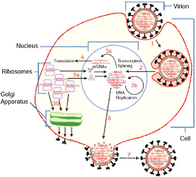 FIGURE WO-1 Host cell invasion and replication by the influenza virus. The steps in this process are discussed in the text.