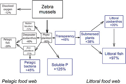 FIGURE 1.1 Summary of the effects of the zebra mussel invasion on the Hudson River ecosystem (copyright by the Ecological Society of America; Strayer, 2009).