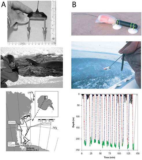 FIGURE 1 Two types of tags, their attachment methods, and results. (A) Long-duration (days to months) barbed darts on satellite tracking tag, air-gun deployment of tag on killer whale, and one month of killer whale tracks. Source: Reprinted with permission from Springer Science+Business Media: Andrews et al., 2008. (B) Short-duration (hours to days) suction cups on B-probe (acoustic, depth, 3-axis acceleration tag), tag attachment on blue whale using pole, and two-hour dive profiles from a tagged fin whale offshore of southern California.. Sources for photos: Erin Oleson; Burgess et al., 1998; Goldbogen et al., 2006.