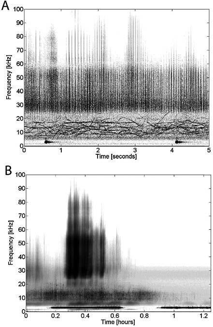 FIGURE 3 Example HARP acoustic data offshore of southern California. (A) Five-second spectrogram shows dolphin clicks from about 25 kHz up to 100 kHz, dolphin whistles from about 8 kHz to more than 20 kHz, and man-made sonar around 3 kHz. (B) Long-term spectral average (LTSA) over 75 minutes shows a bout of dolphin whistles and clicks and sonar.