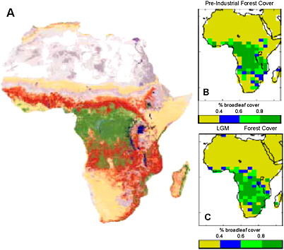 FIGURE 3.3 Model simulations for vegetation cover in (B) preindustrial and (C) Last Glacial Maximum time, compared with (A) modern-day vegetation distribution reconstructed from remotely sensed data. For the modern-day image, green colors represent forests and red colors represent woodlands and shrublands. SOURCE: Cowling et al. (2008).
