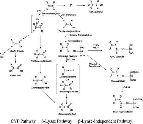 FIGURE 2-1 Simplified illustration of the metabolic pathways of tetrachloroethylene.