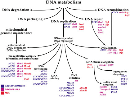 FIGURE 10 Example of gene ontology for DNA metabolism, a biologic process. Similar ontologies can be built for molecular function and cellular component. Source: Ashburner et al. 2000. Reprinted with permission; copyright 2000, Nature Genetics. E. Faustman, University of Washington, presented at the symposium.