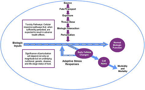 FIGURE 2 Perturbation of cellular response pathway, leading to adverse effects. Source: Modified from NRC 2007a. K. Boekelheide, Brown University, modified from symposium presentation.