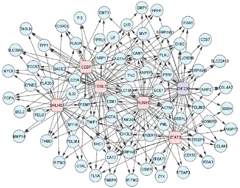 FIGURE 3 A network of transcription factors (boxes) and their mesenchymal gene expression signature targets (circles) involved in high-grade glioma.