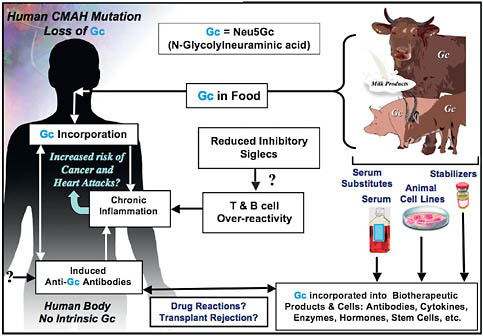 FIGURE 6.2 Two mechanisms for enhanced chronic inflammation and immune reactions in humans. Metabolic incorporation of dietary Neu5Gc (Gc) from mammalian foods in the face of circulating anti-Neu5Gc antibodies may contribute to chronic inflammation in endothelia lining blood vessels and in epithelia lining hollow organs, perhaps contributing to the increased risks of cardiovascular disease and carcinomas associated with these foods. The apparent T- and B-cell overreactivity of humans associated with decreased inhibitory Siglec expression may contribute further toward chronic inflammation. Also shown is that the fact that some molecular and cellular products of biotechnology are likely contaminated with Neu5Gc from multiple sources, potentially contributing to untoward reactions in some individuals.