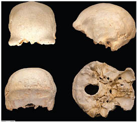 FIGURE 2.3 Sima de los Huesos (Atapuerca) cranium 4.
