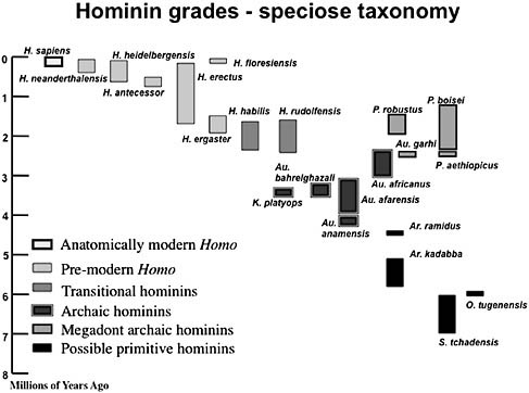 FIGURE 1.1 Taxa recognized in a typical speciose hominin taxonomy. Note that the height of the columns reflects either uncertainties about the temporal age of a taxon, or in cases where there are well-dated horizons at several sites, it reflects current evidence about the earliest (called the first appearance datum, or FAD) and the most recent (called the last appearance datum, or LAD) fossil evidence of any particular hominin taxon. However, the time between the FAD and the LAD is likely to represent the minimum time span of a taxon, because it is highly unlikely that the fossil record of a taxon, and particularly the relatively sparse fossil records of early hominin taxa, include the earliest and most recent fossil evidence of a taxon. The newest archaic hominin taxon, the ca. 1.9 Ma Australopithecus sediba, would occupy the space just above the box for Au. africanus.