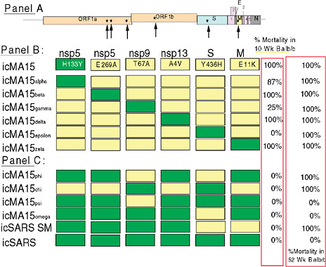 FIGURE J.1 Genome organization of icMA15 (Panel A). A series of chimeric icMA15 viruses were generated with different subsets of 5 icMA15 mutations in the icSARS-CoV WT genome, noting that wildtype positions in nsp9 and the S gene attenuated virulence in young but not aged animals (Panel B). Smaller combinations of the MA15 mutation set showed that 2-set nsp9/S or S/M were sufficient to kill aged animals only (Panel C).