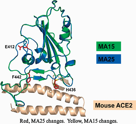 FIGURE J.2 Mouse adapted mutations in the S glycoprotein RBD-hACE interaction site.