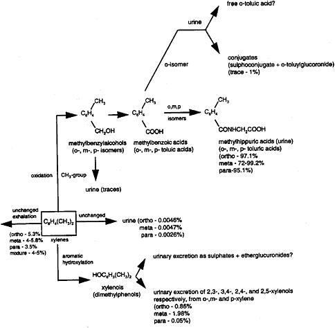 FIGURE 6-1 Metabolic scheme for xylenes in humans. Source: ATSDR 2007.