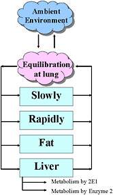 FIGURE A-1 Structure of the PBPK model used in this analysis. The four-compartment model includes fat, liver, and slowly and rapidly perfused tissue groups. A small lung blood compartment is present where equilibration occurs between the arterial blood and the exhaled air. All metabolism is assumed to occur in the liver.