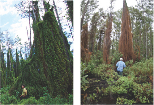 FIGURE 2-7 (a) Old World climbing fern invasion and (b) defoliation at a release site for the brown lygodium moth.