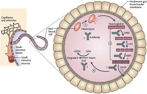 FIGURE A9-2 Necator americanus degradation of host blood components and potential vaccine targets. Adult worlms in the gut ingest blood, and parasite haemolysins drill pores into the erythrocytes, releasing haemoglobin into the parasite gut lumen (step 1). Haemo-globin is digested by the hierarchichal and ordered cascade of haemoglobinases (APR1, and aspartic protease. CP3, a cysteine protease, and MEP1, a metalloproteinase) lining the brush border membrane of the parasite gut (step 2). The globin peptides and free amino acids that are released following heamoglobin digestion are absorbed into the gut cells, putatively being transported by OPT1 (step 3). Free haeme is detoxified by the action of glutathione S-transferase (GST) (step 4). Antibodies that could be induced by vaccination to neutralize the function of target proteins and interrupt blood feeding are shown. Question marks indicate steps that have not been experimentally confirmed. GSH, glutathione; GSSH, glutathione disulphide.