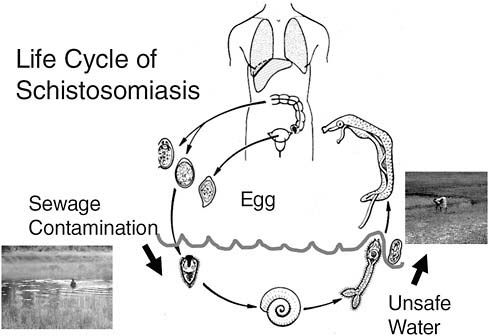 FIGURE A12-1 Life cycle of Schistosoma spp. parasites.