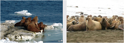 Most walruses use floating sea ice as habitat (left; taken in 2006); however, scientists have recently observed many coming ashore in Alaska and Russia due to sea ice retreat (right; taken in 2010). SOURCE: Karen Frey (left) and USGS (right).