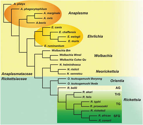 FIGURE A5-1 Phylogenetic tree of order Rickettsiales. [Genera in the families Anaplasmataceae (on yellow background) and Rickettsiaceae (on blue background) are shown. Species of interest are circled or boxed. The Rickettsia are subgrouped according to ancestral group (AG), transitional group (TrG), Typhus group (TG) and spotted fever group (SFG). The tree is based on a clustalW alignment of 16S ribosomal RNA gene sequences using POWER (http://power.nhri.org.tw/power/home.htm).]
