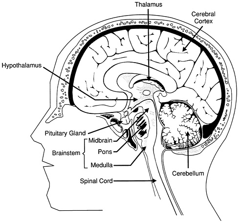 2 Major Structures And Functions Of The Brain Discovering