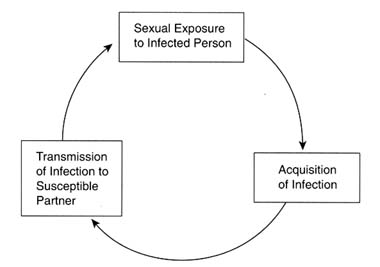 Sexual Exposure Chart Explained