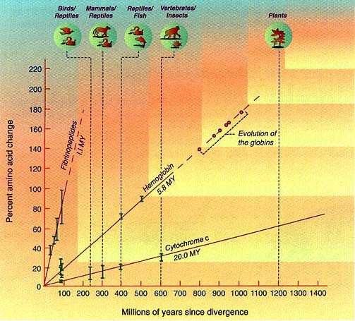 Human Evolution Chart Pdf