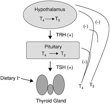 Hypothyroidism Pathophysiology Flow Chart