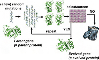 FIGURE 8.1 Schematic outline of a typical directed evolution experiment. The researcher begins with the gene for the parent protein. This parent gene is randomly mutagenized by using error-prone PCR or some similar technique. The library of mutant genes is then used to produce mutant proteins, which are screened or selected for the desired target property (e.g., improved enzymatic activity or increased stability). Mutants that fail to show improvements in the screening/selection are typically discarded, while the genes for the improved mutants are used as the parents for the next round of mutagenesis and screening. This procedure is repeated until the evolved protein exhibits the desired level of the target property (or until the student performing the experiments graduates).