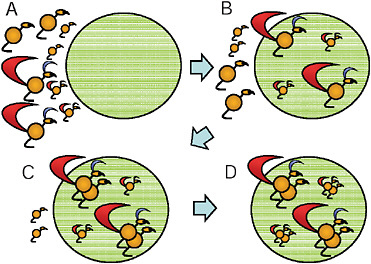 FIGURE 9.1 Darwin’s model of sexual selection. (A) First, males and females are variable with respect to phenotypic quality. (B) Males, which have the ornaments, move to the breeding area (large circle) before the females. (C) The highest-quality females are ready to mate sooner, so they pair with the highest-quality males. (D) Finally, the lower-quality females pair with the lower-quality males. Sexual selection occurs because the higher-quality pairs produce more offspring than the lower-quality pairs.