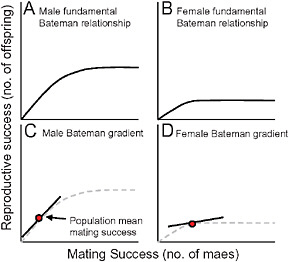 FIGURE 9.3 One way to think about the Bateman gradient. (A and B) The “fundamental Bateman relationship” for males (A) and females (B) in a species like Drosophila melanogaster. For either sex, reproductive success will initially increase with an increasing number of mates, but both sexes will eventually reach a point at which they are limited by factors other than access to mates. This plateau could be caused by limitations imposed by time, parental care demands, gamete production, or other resources required for reproduction. (C and D) The Bateman gradient can then be conceptualized as the slope of the fundamental Bateman relationship evaluated at the population mean for mating success.