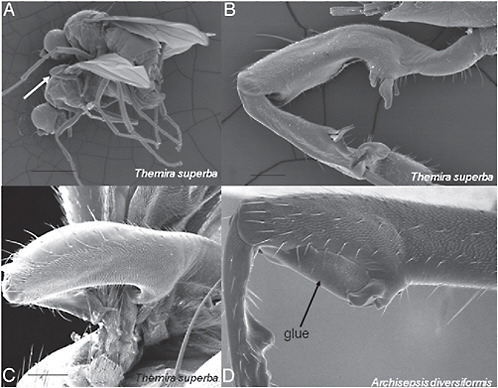 FIGURE 12.1 Male contact organs whose elaborate species-specific forms probably function to stimulate the female. (A) The front legs of male sepsid flies are specialized to grasp the female’s wings (arrow) before and during copulation. (B) As in many such male contact organs, these legs are generally species-specific and sometimes quite complex in form. (C) Nevertheless, the portion of the female wing that they grasp is relatively uniform, giving little sign of the defensive coevolution predicted by the SAC hypothesis. (D) In 1 species, experimental modification of the male’s femur (arrow) did not reduce his ability to grasp the female, but did result in decreased reproductive cooperation from the female; further experiments showed that the changes in female behavior were caused by changes in stimulation of her wing, as expected if the male legs have evolved under sexual selection by female choice. (Scale lines in A–C = 1 mm, 0.1 mm, and 0.1 mm, respectively; width photo bottom right = 0.46 mm.) [Adapted with permission from Ingram et al. (2008) (Copyright 2008, Biol J Linn Soc).] (D) [Adapted with permission from Eberhard (2002) (Copyright 2002, J Ins Behav).]