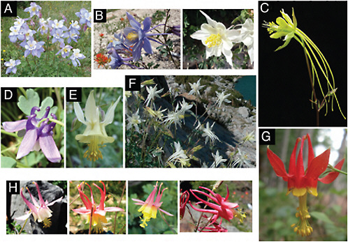 FIGURE 2.1 Photographs of Aquilegia flowers. (A) A. coerulea (blue/white). (B) A. scopulorum, which can be polymorphic for blue (Left) and white (Right) flowers. (C) A. longissima (yellow). (D). A. saximontana (purple). (E) A. flavescens (yellow). (F) A. pubescens (white). (G) A. formosa (red/yellow). (H) Natural hybrids between A. formosa and A. pubescens. Photos by N. Derieg (A, B, D, E, and G) and S. Hodges (C, F, and H).