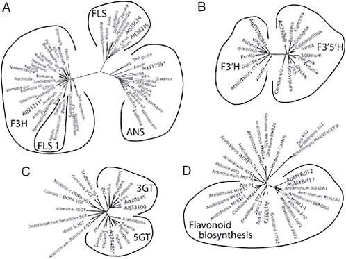 FIGURE 2.4 Gene trees of loci with known function and candidate loci for similar function from Aquilegia. (A) Flavonoid 2-ODDs, including F3H, FLS 1, FLS, and ANS. (B) Flavonoid hydroxylases (F3′H and F3′5′H). (C) Glycosyltransferases (3GT, 5GT, and various others). (D) Myb transcription factors (Mybs affecting the regulation of genes in the flavonoid pathway). Within each tree, the outer lines indicate groups of genes that carry out the same enzymatic function. Aquilegia sequences are indicated by Aq followed by the TC number from the Aquilegia Gene Index or AqMYBcl12 and AqMYBcl17.