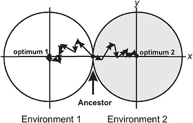 FIGURE 3.2 A model for the buildup of postzygotic isolation between 2 populations descended from a common ancestor adapting to distinct ecological environments, after Barton (2001). The perimeter of each circle represents a contour of equal fitness; fitness in each environment is higher inside the circle than outside. Trait x is under divergent natural selection, represented by separate adaptive peaks. Other traits, here represented by a single dimension y, are under stabilizing selection in both environments, as indicated by identical optima along this axis. A population adapts by fixing new advantageous mutations that bring the mean of trait x toward the optimum. An example of a sequence of adaptive steps is shown for each population by the linked arrow segments.